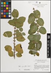 Foto von Salix myrsinifolia Salisb.